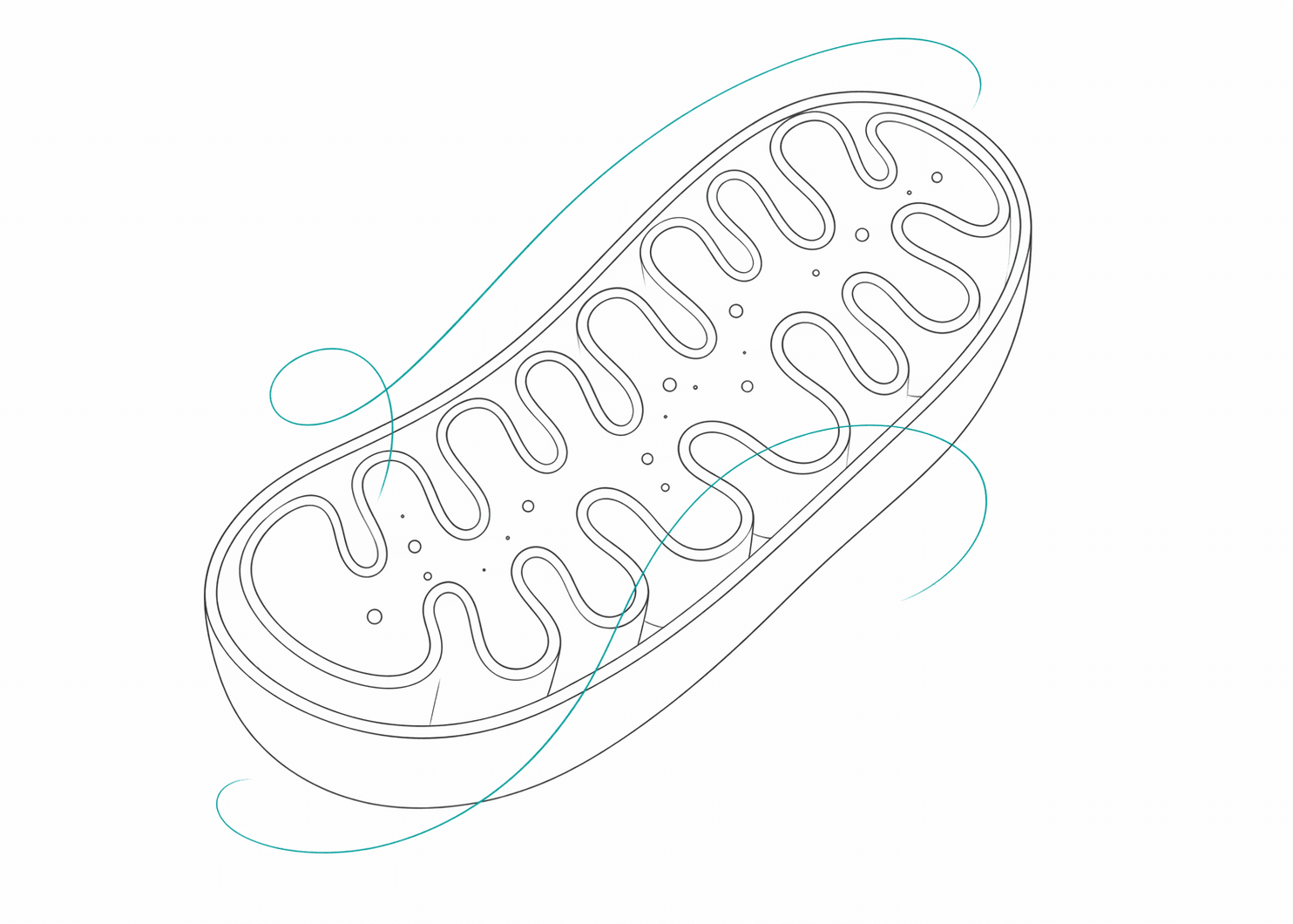 Mitochondrie - Kraftwerk der Zelle