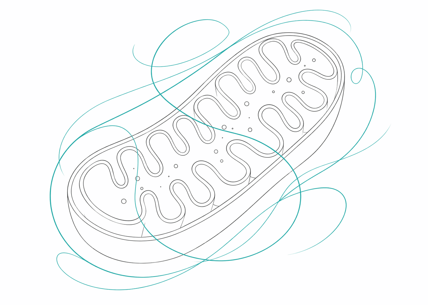 Illustration der Mitochondrien als Kraftwerke der Zelle